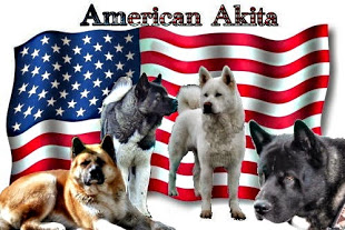 American_Akita_fürs_Forum_-_schärfen_20