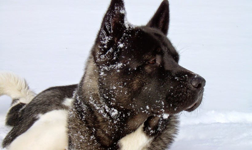 Der Winterhund