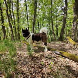 Ortsgemeinde Schiersfeld erhöht die Hundesteuer im laufenden Steuerjahr um 75%