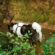 Gato at Lujoan – EIN Bare Mountain American Akita ohne Leine